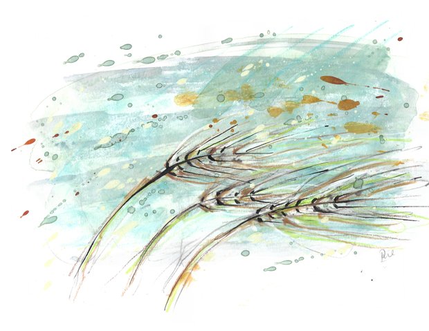 illustration, illustrator, vind, vejr, korn, årstid